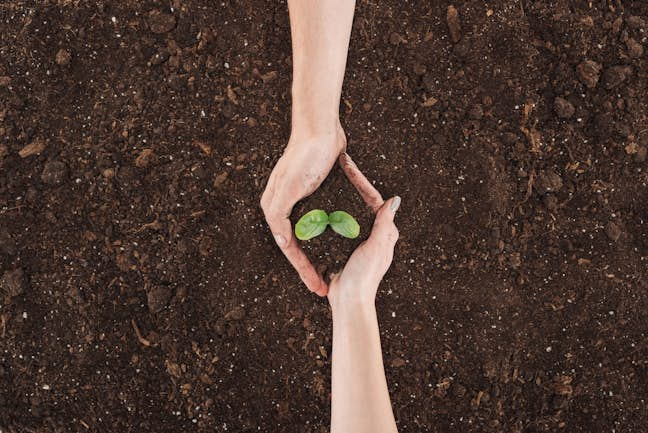 Soil with plant in middle held by two hands