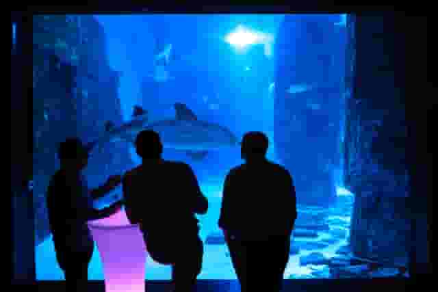 SEA LIFE London Aquarium