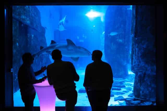 SEA LIFE London Aquarium