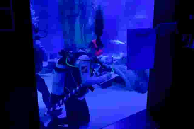 SEA LIFE London Aquarium