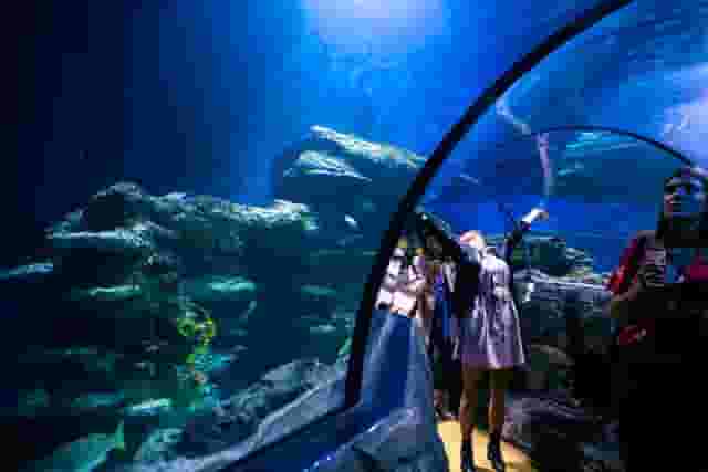 SEA LIFE London Aquarium