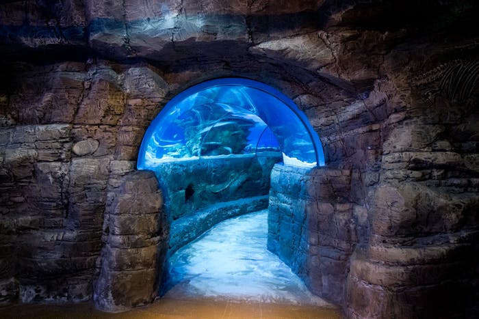 Underwater tunnel at SEA LIFE London Aquarium, ideal for immersive events and receptions.