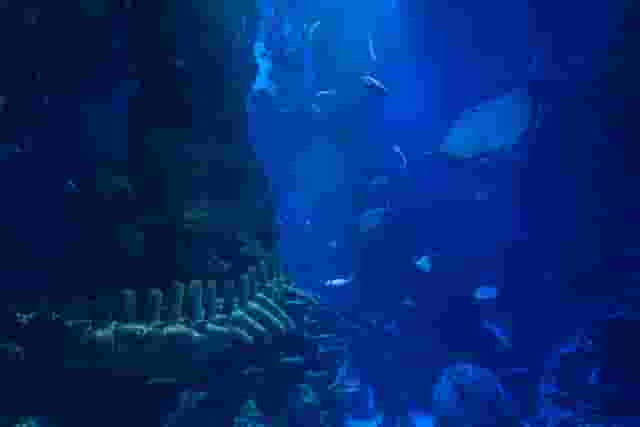 SEA LIFE London Aquarium
