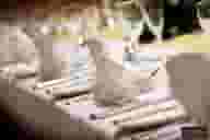 Function Rooms