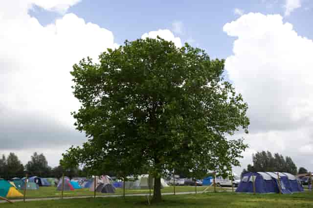 Outdoor event venue at Bath & West Showground with central tree, ideal for festivals and gatherings.