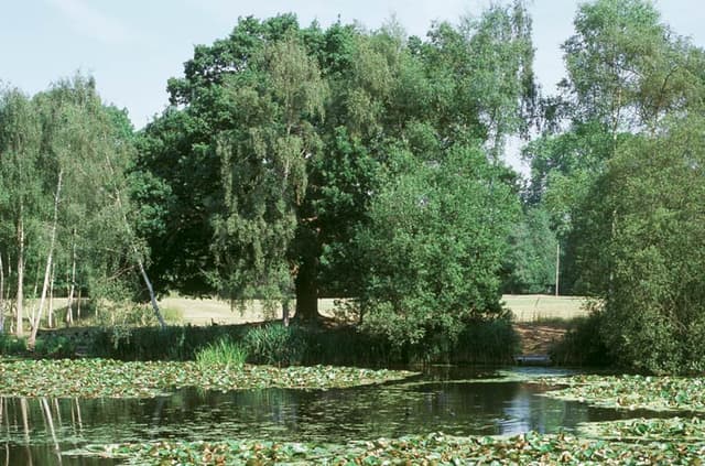 Stoke Place