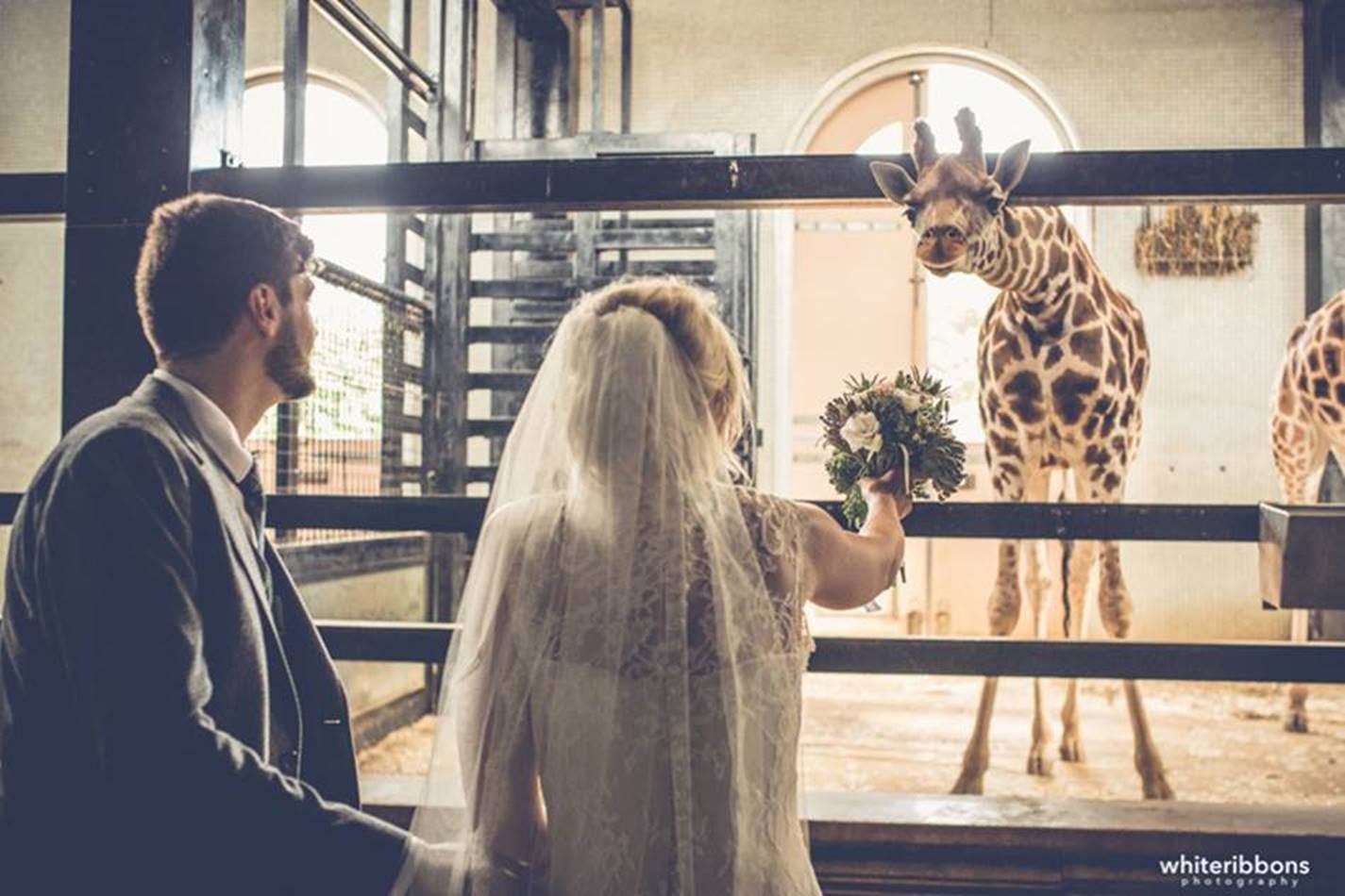 "Prince Albert Suite wedding with giraffe at ZSL London Zoo, unique romantic venue."