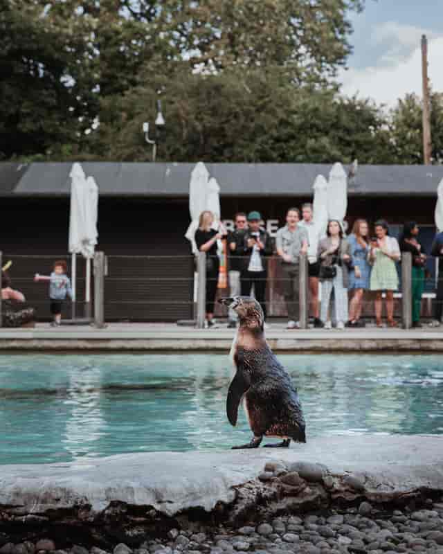 Animal Houses