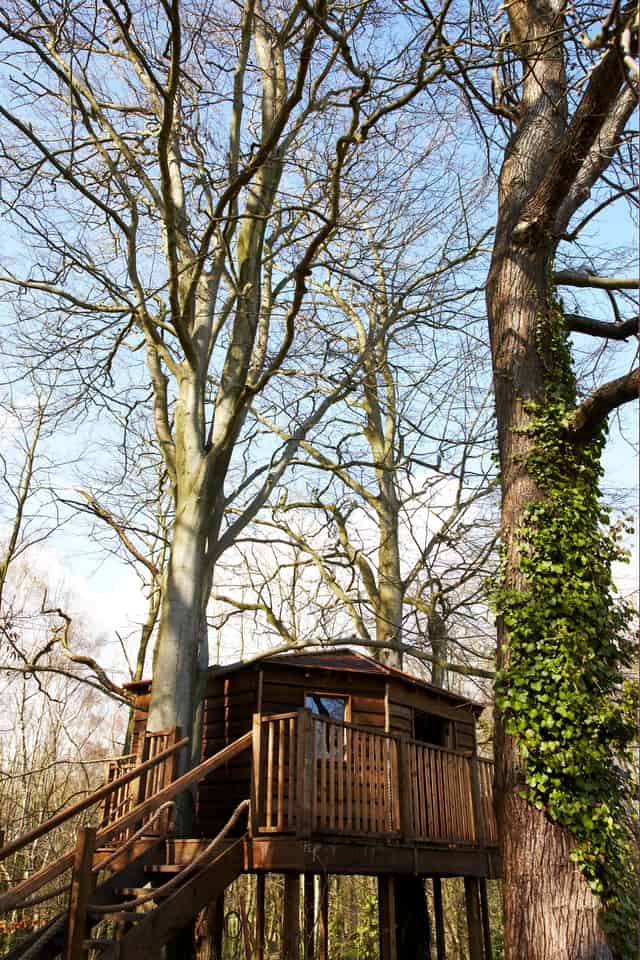 The Treehouse