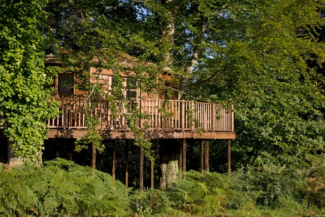 The Treehouse