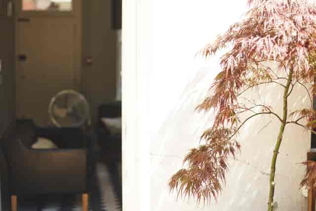 Serene event space with Japanese maple tree, ideal for intimate meetings and gatherings.