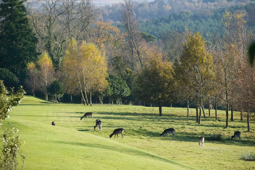 Anita Lunn in serene Ashdown Park, ideal for nature retreats and team-building events.
