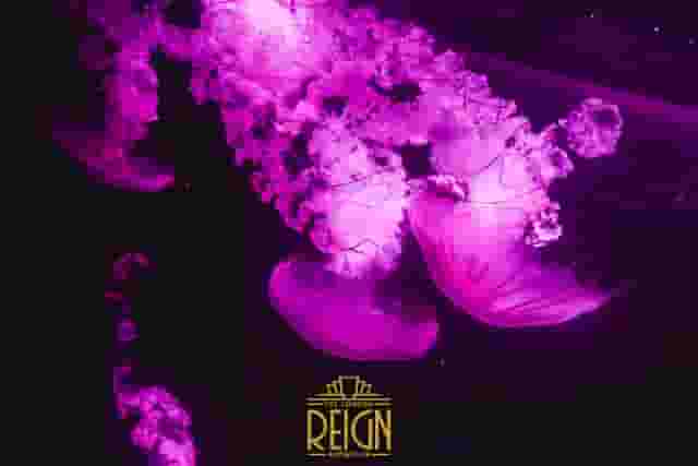The London Reign