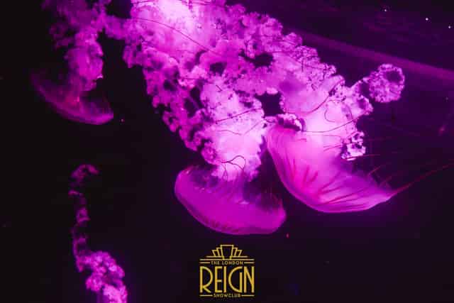 The London Reign