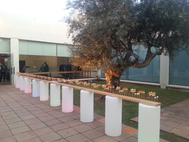 Olive Tree Patio 