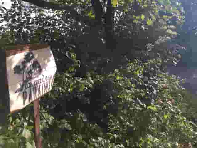 Koa Tree