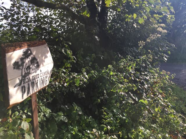 Koa Tree