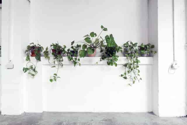 Minimalist wall with lush green plants, ideal for workshops and networking events.