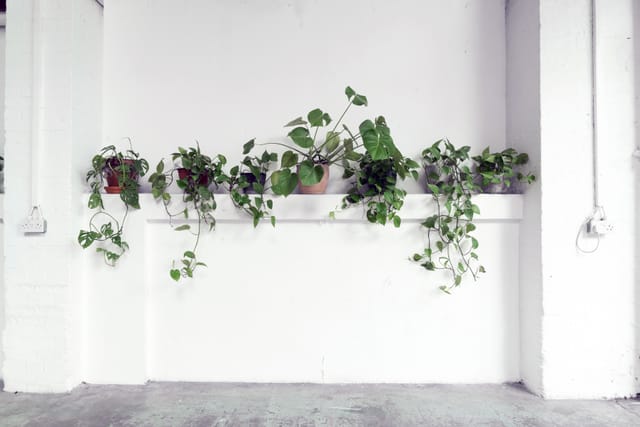 Minimalist wall with lush green plants, ideal for workshops and networking events.