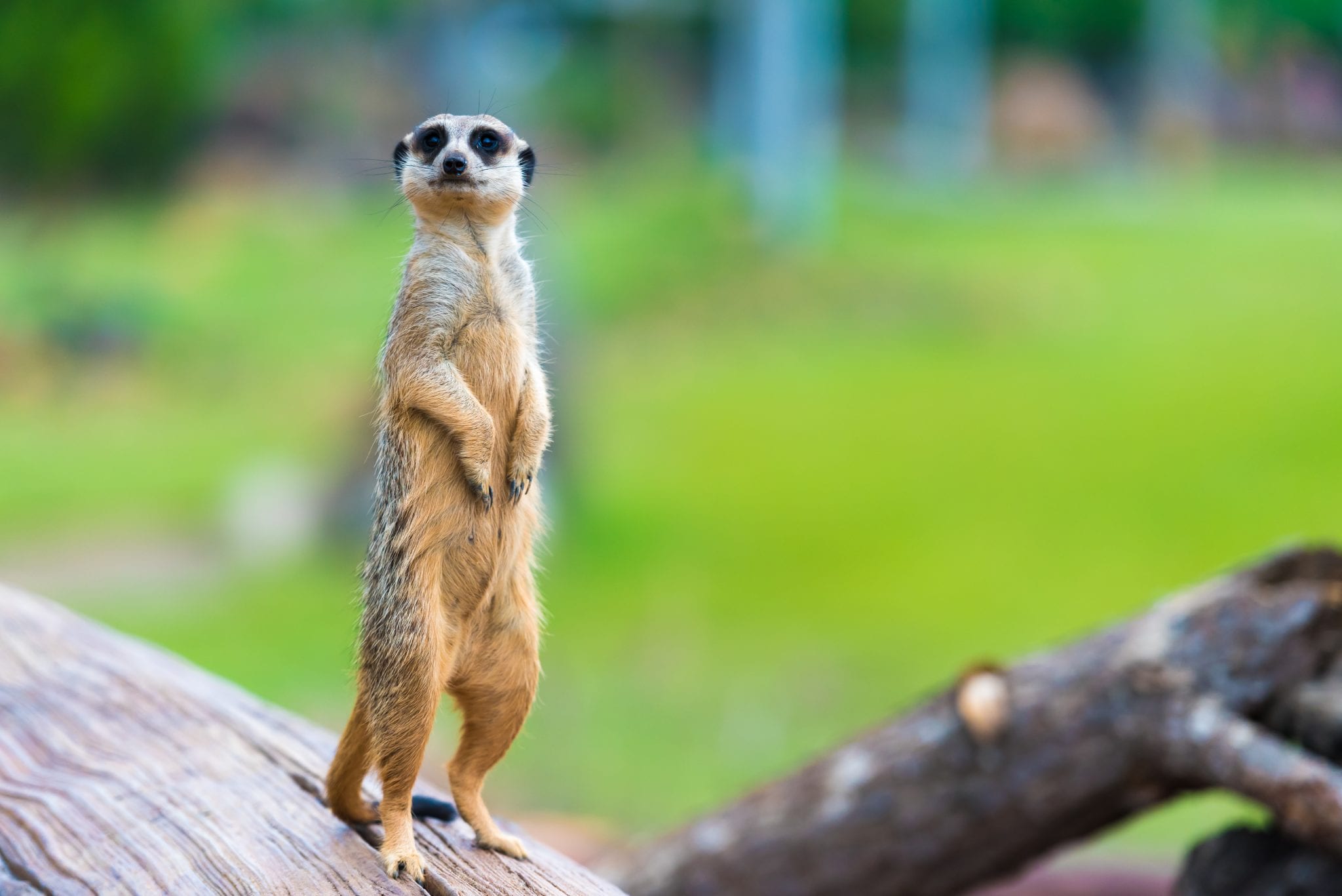 Meerkat alert in Secret Garden event space, symbolizing vigilance for meetings and events.