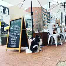 Charming outdoor café with menu sign, dog-friendly, ideal for brunch and social gatherings.