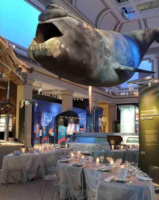 Domed Rotunda with whale model at National Museum of Natural History, ideal for events.
