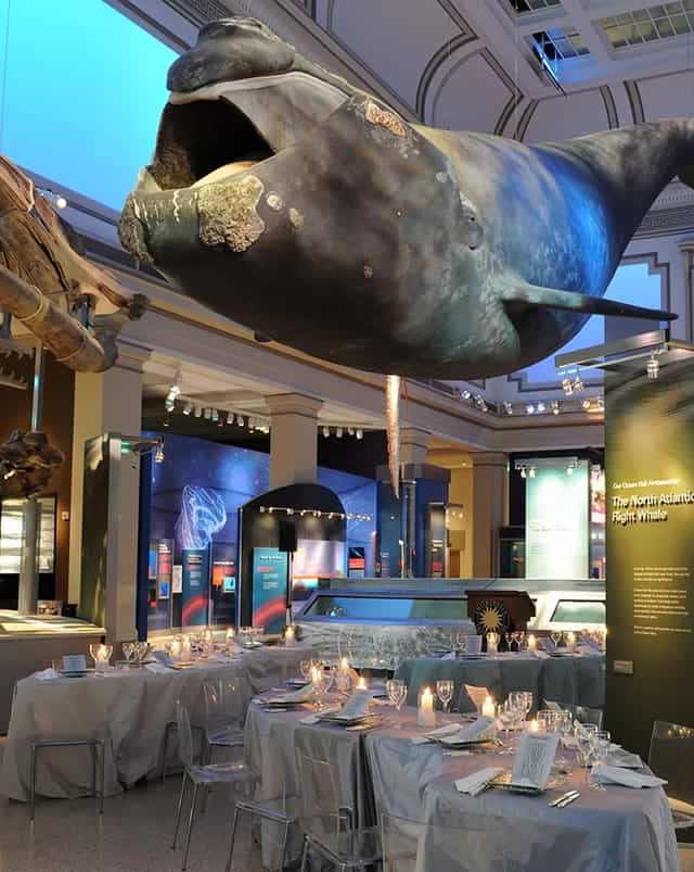 Domed Rotunda with whale model at National Museum of Natural History, ideal for events.