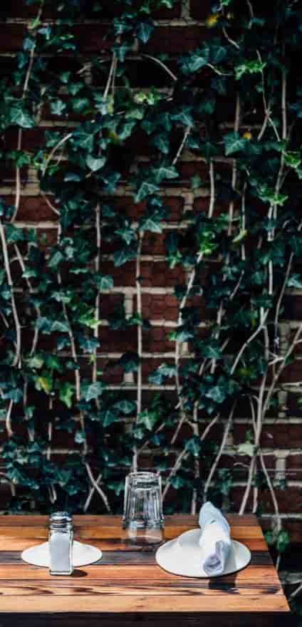 Ivy-covered rustic wall at Barcelona Cathedral, ideal for events and photo backdrops.