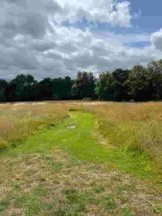 Meadows