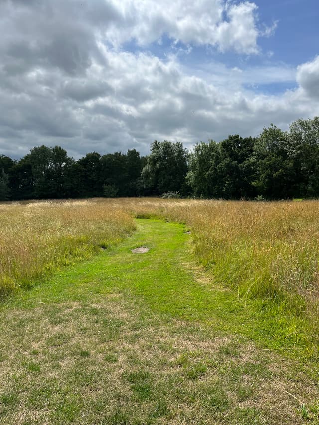 Meadows