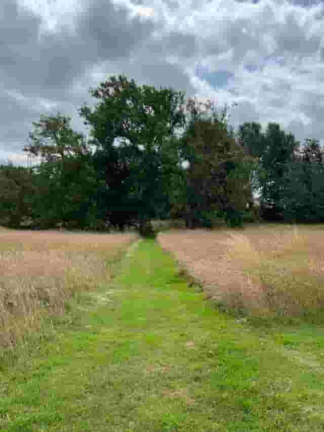 Meadows