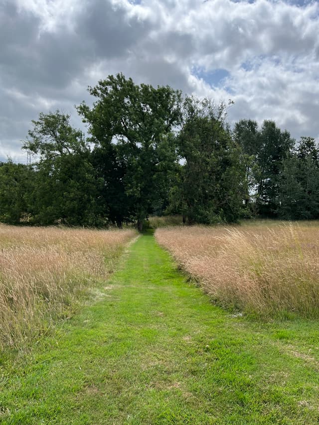 Meadows