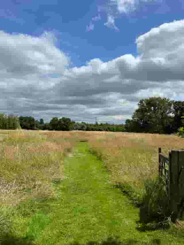 Meadows