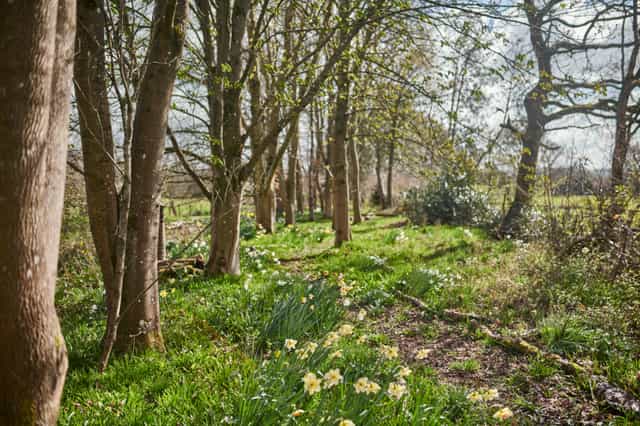 Serene woodland at Church Farm Estate, ideal for outdoor retreats and team-building events.