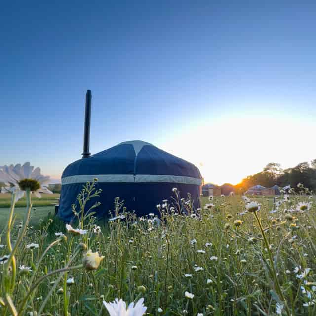 Wild Meadow 