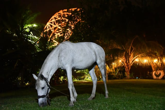 White horse grazing at Adomi Bridge Gardens, perfect for upscale events and celebrations.