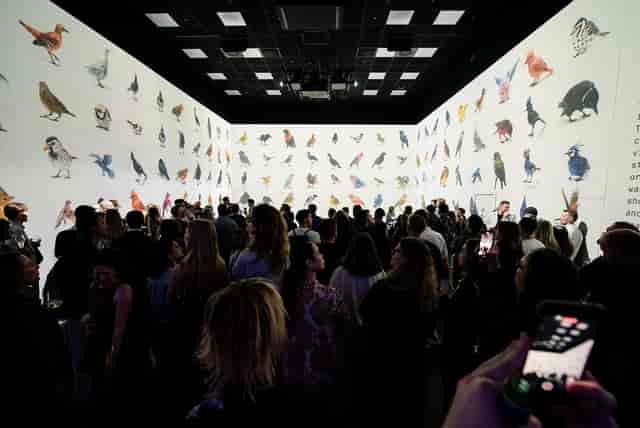 Immersive art projection event, birds, product launch.