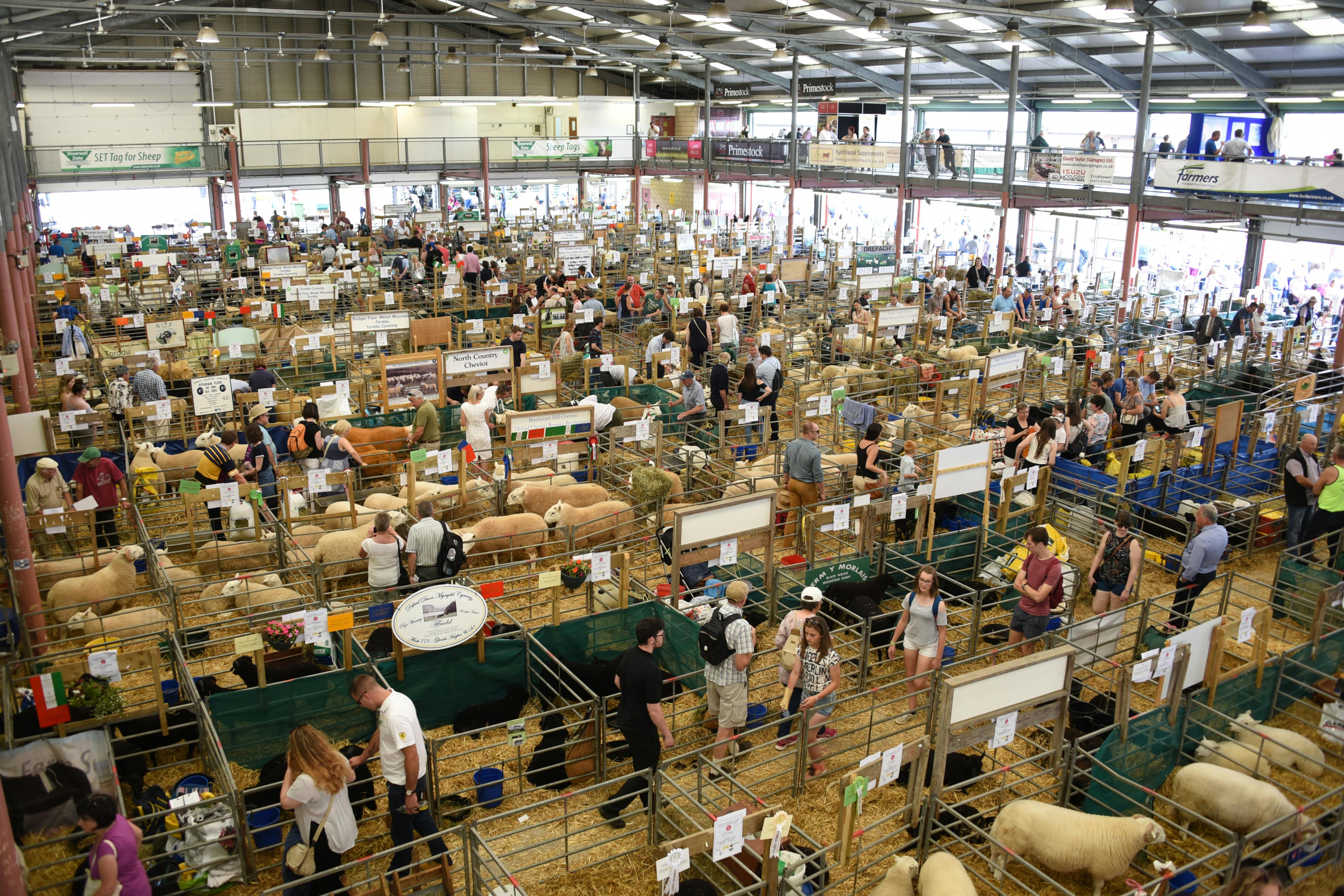 Livestock exhibition at Royal Welsh Showground, featuring spacious layout and crowd flow.