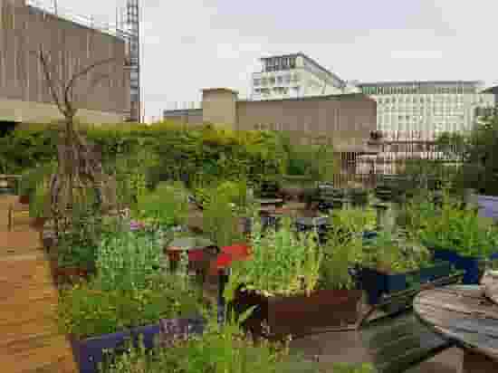 Queen Elizabeth Hall Roof Garden