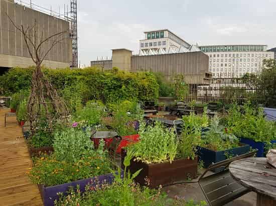 Queen Elizabeth Hall Roof Garden