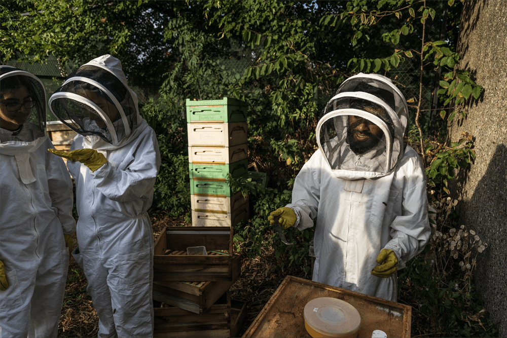 Outdoor beekeeping team-building event at Bee.Spoke Learning Centre, promoting collaboration.