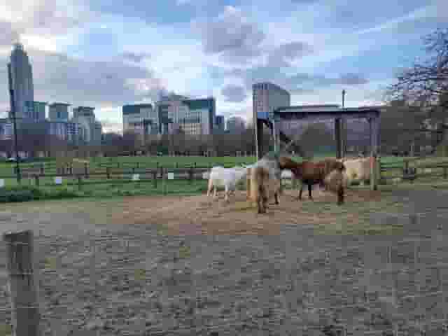 Vauxhall City Farm