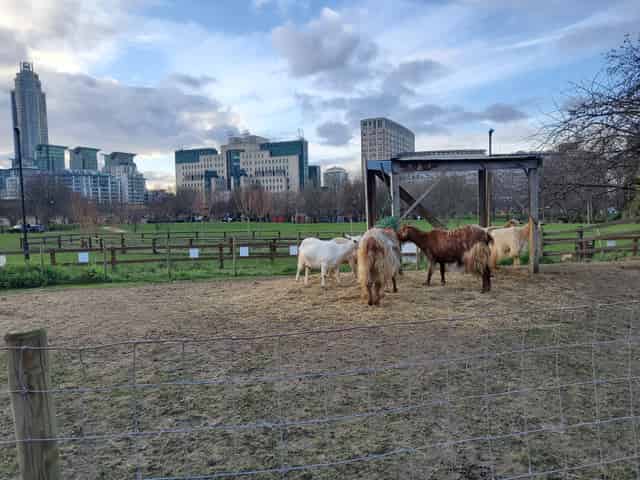 Vauxhall City Farm