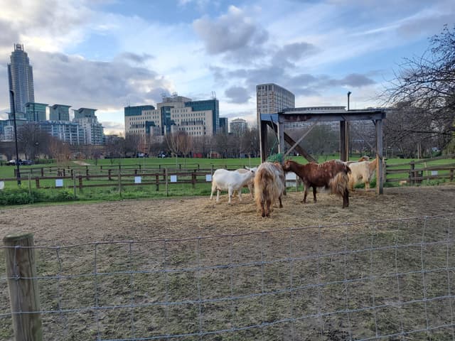 Vauxhall City Farm