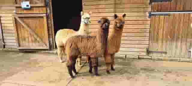 Vauxhall City Farm