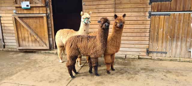 Vauxhall City Farm