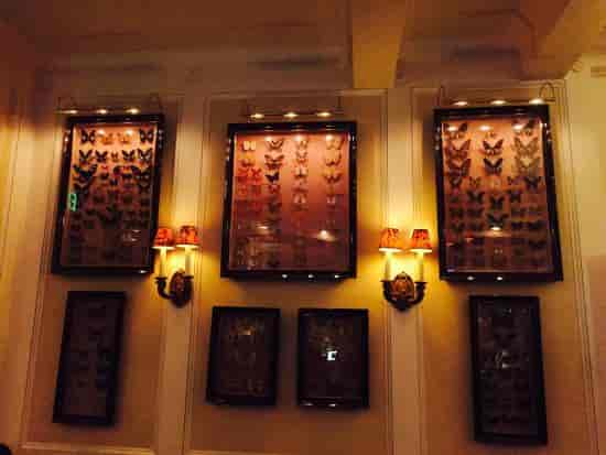 Framed butterfly display at The Majestic Butterfly Lounge, perfect for networking events.