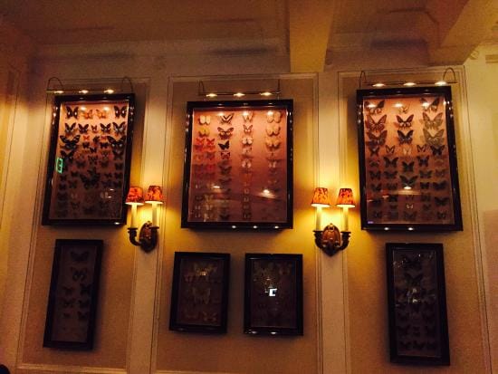 Framed butterfly display at The Majestic Butterfly Lounge, perfect for networking events.