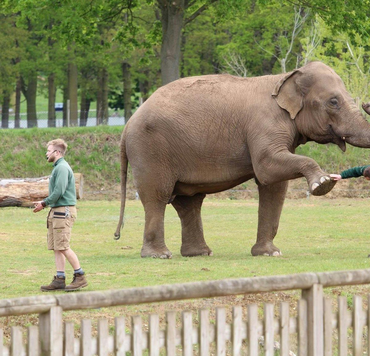 WOBURN SAFARI PARK: All You Need to ...