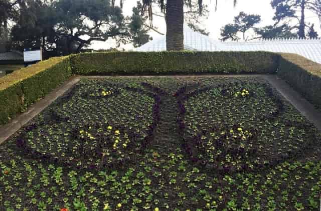 Butterfly Garden